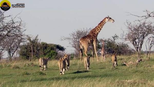 Kenya Budget Safari
